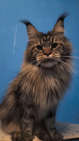 Maine Coon