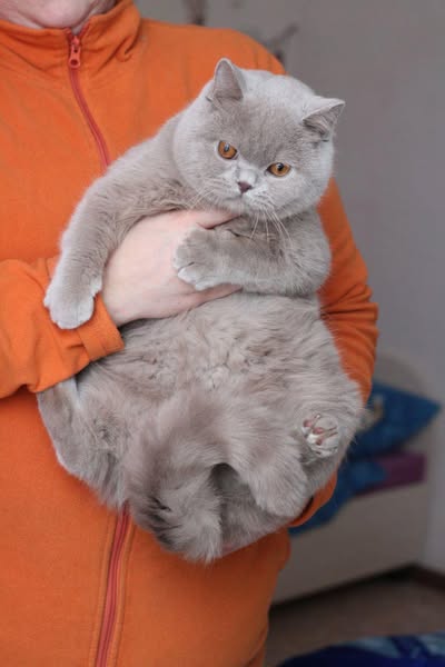 British Shorthair