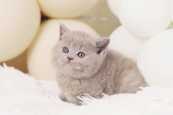 British Shorthair