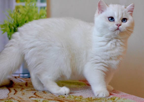 British Shorthair