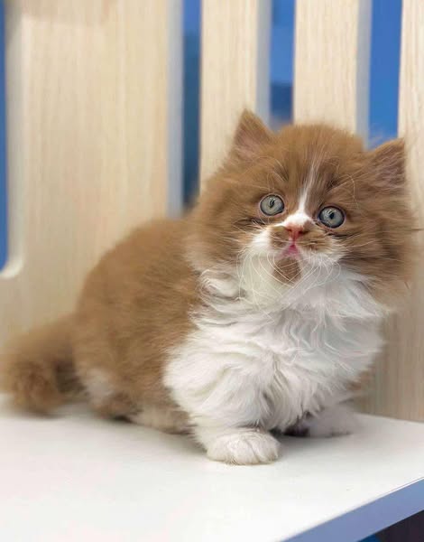 Munchkin Longhair