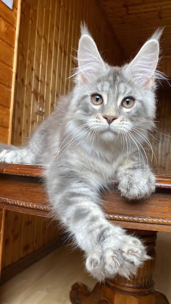 Maine Coon