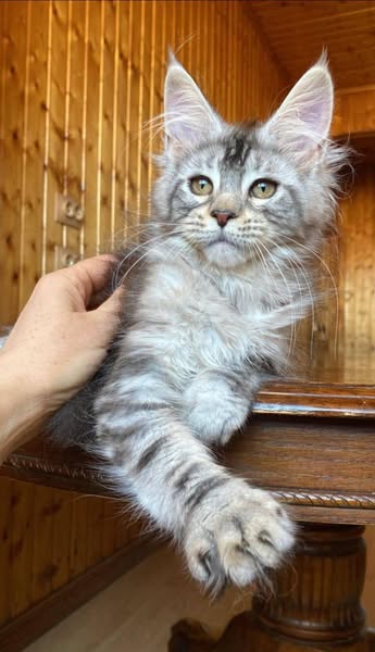Maine Coon