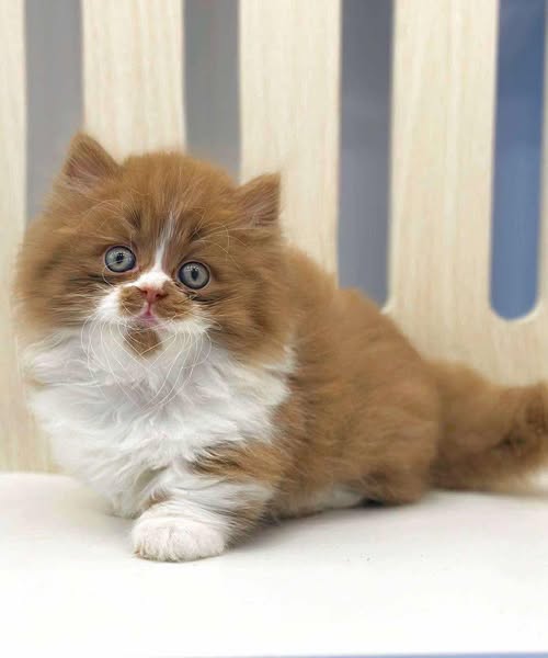 Munchkin Longhair