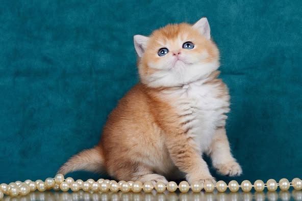 British Shorthair