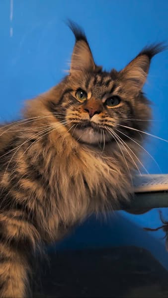 Maine Coon