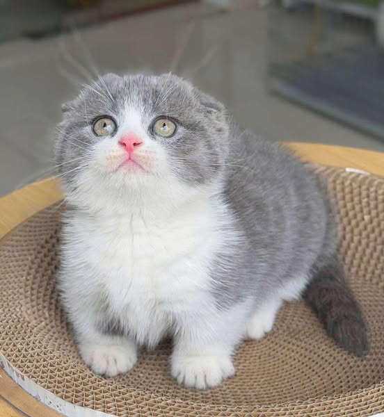 Munchkin Longhair