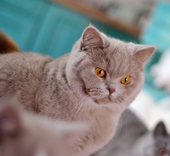 British Shorthair