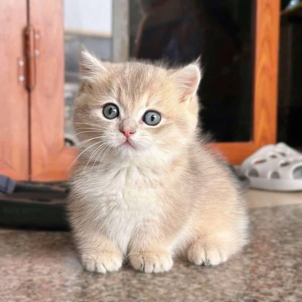 Munchkin
