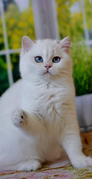 British Shorthair