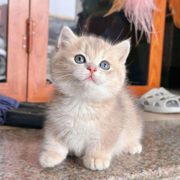Munchkin