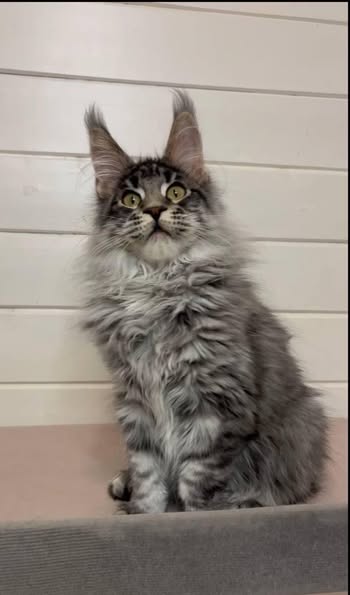 Maine Coon