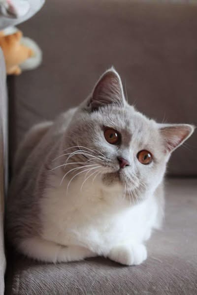 British Shorthair