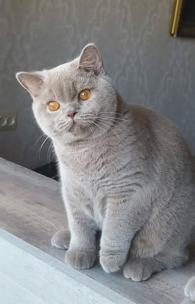 British Shorthair
