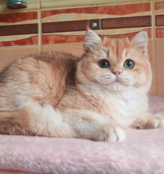 British Shorthair