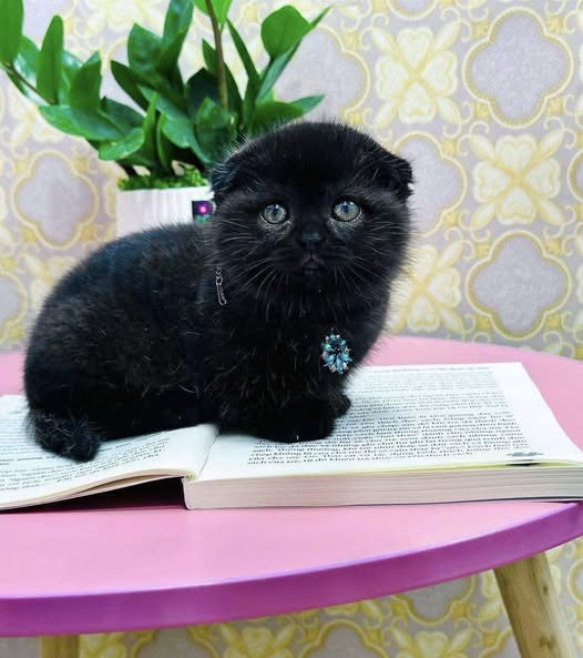 Munchkin Fold