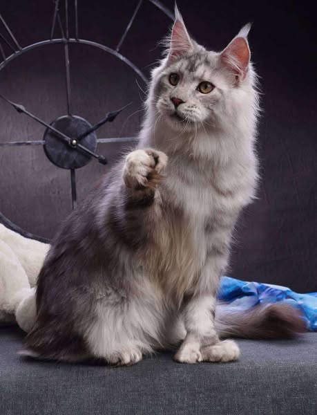 Maine Coon