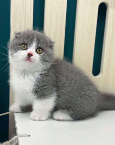 Munchkin Fold