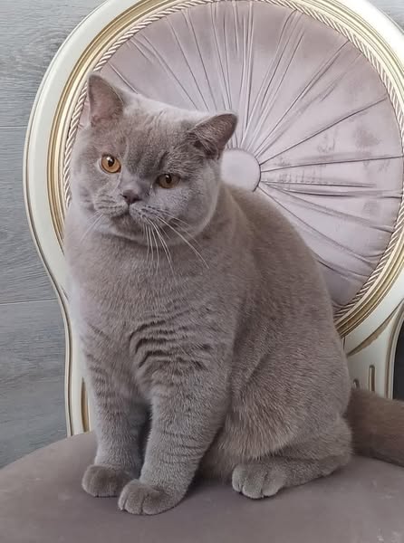 British Shorthair
