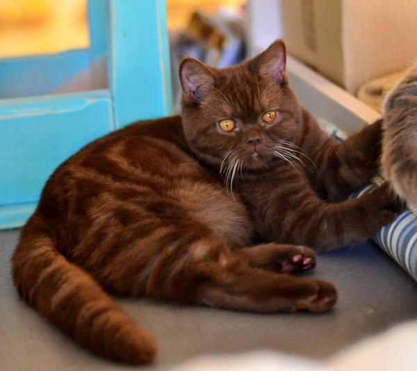 British Shorthair