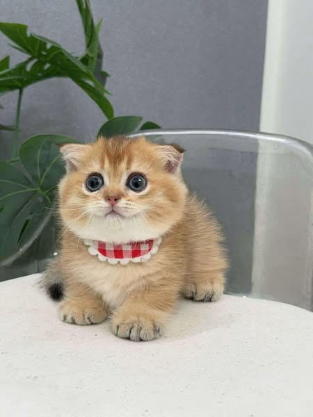 Munchkin Fold