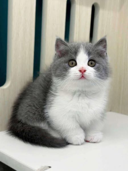 Munchkin