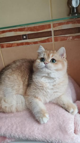 British Shorthair