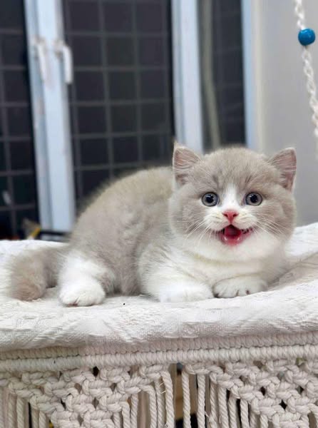 Munchkin