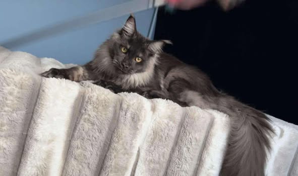 Maine Coon