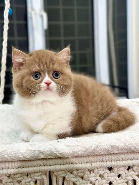 Munchkin