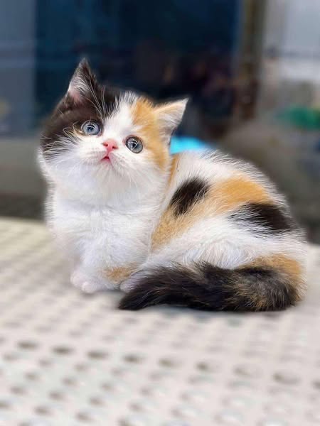 Munchkin