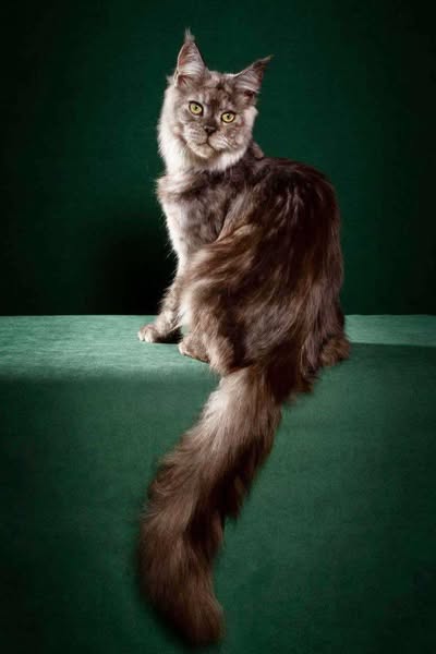 Maine Coon