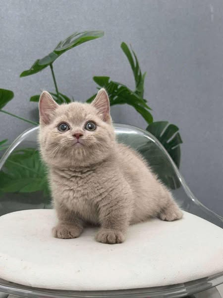 Munchkin