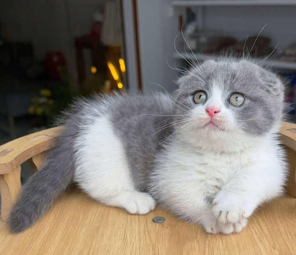 Munchkin Longhair