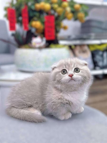 Munchkin Fold
