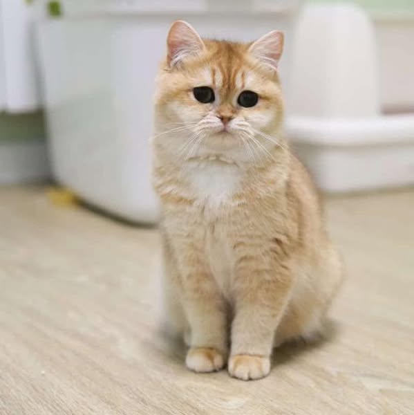 British Shorthair