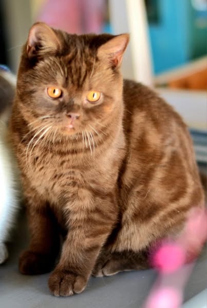 British Shorthair