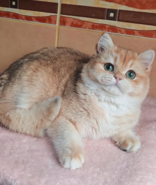 British Shorthair