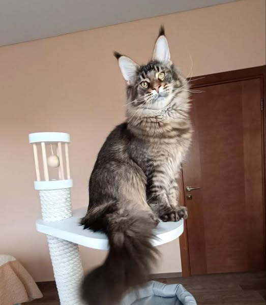 Maine Coon