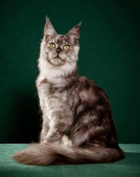 Maine Coon