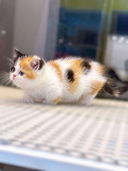 Munchkin