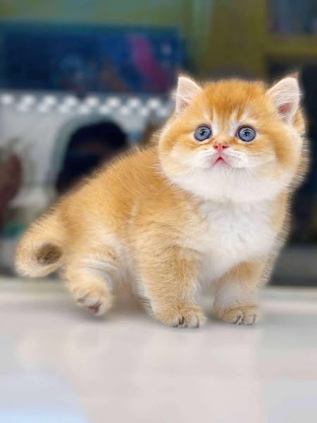 British Shorthair