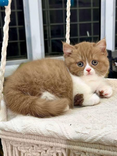 Munchkin