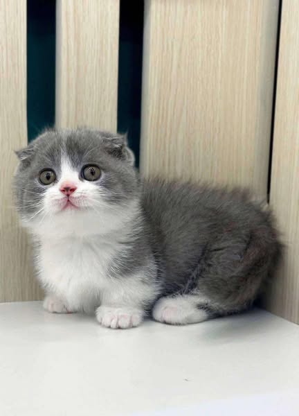 Munchkin Fold