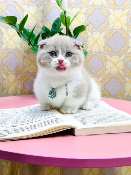 Munchkin Fold