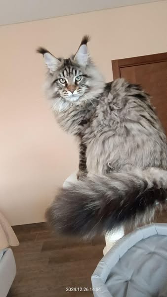 Maine Coon