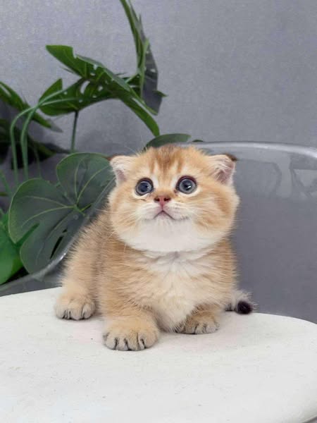 Munchkin Fold