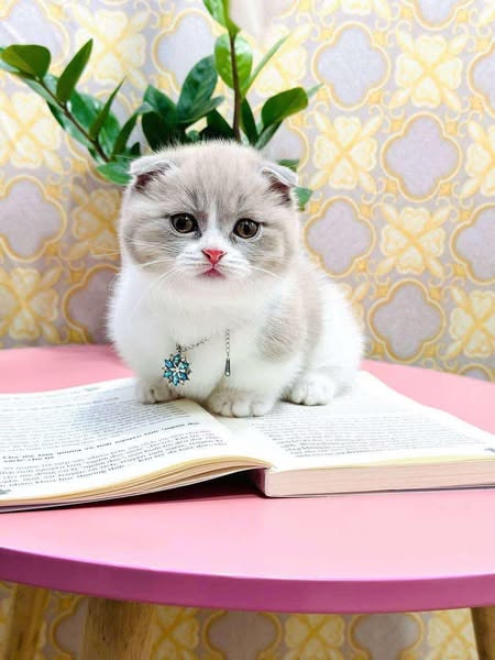 Munchkin Fold