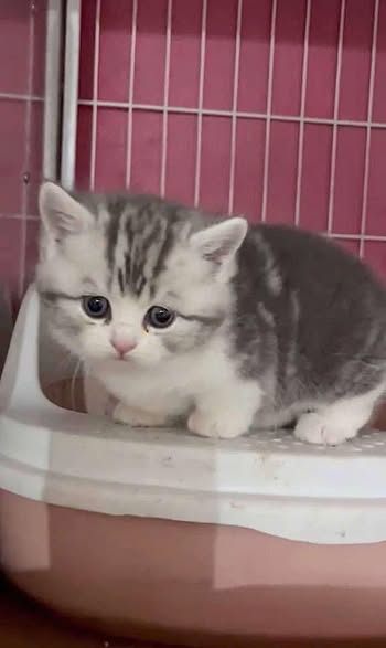 Munchkin