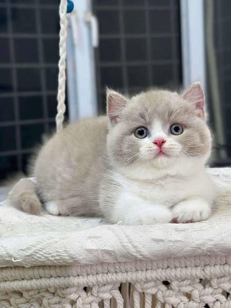 Munchkin